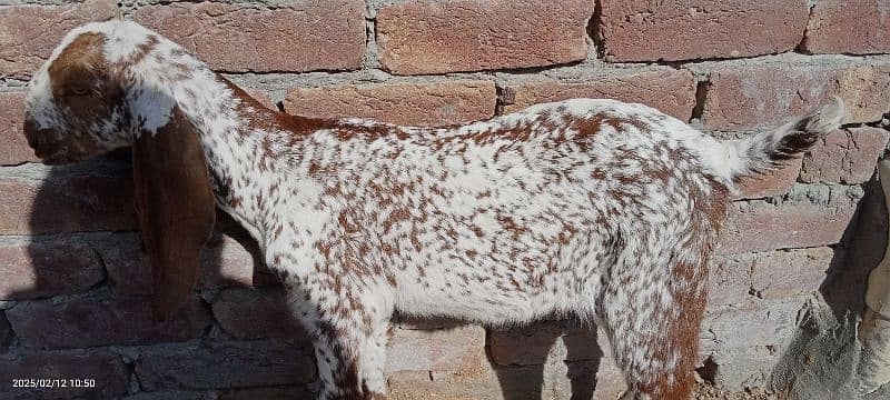 Goat for sale 7