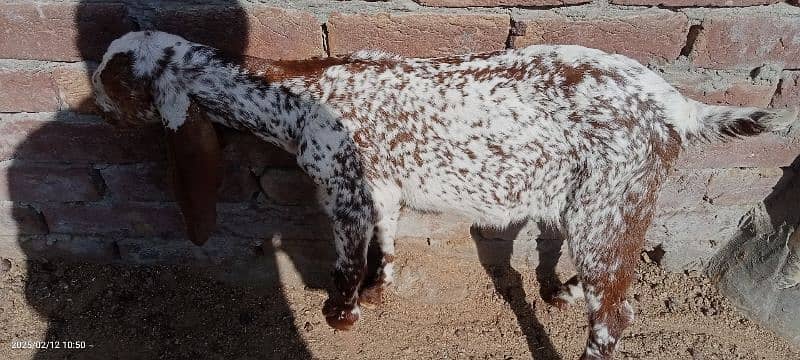 Goat for sale 9