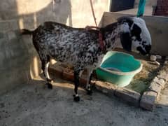 makhi chini bakri for sale