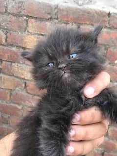 Black tripple coat persion kittens pair for sale