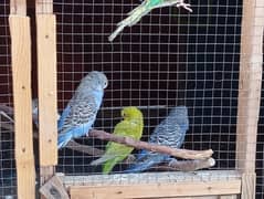 Bridder parrot beiges for sale