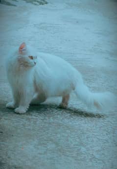 Persian cat for sale with full training