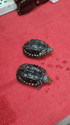 Black Pond Turtles