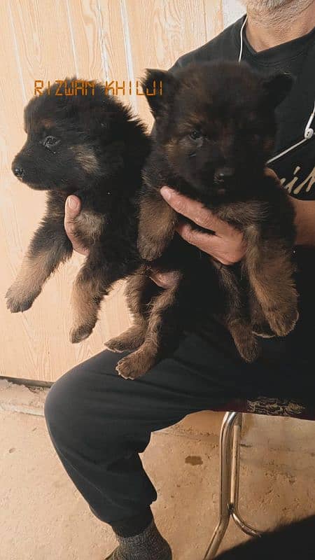 German shepherd puppies Long coat none pedigree 1