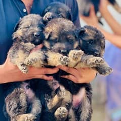 German shepherd puppies/ gsd puppy / german shapherd dog