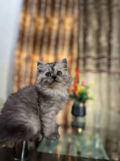 puree persian kitten