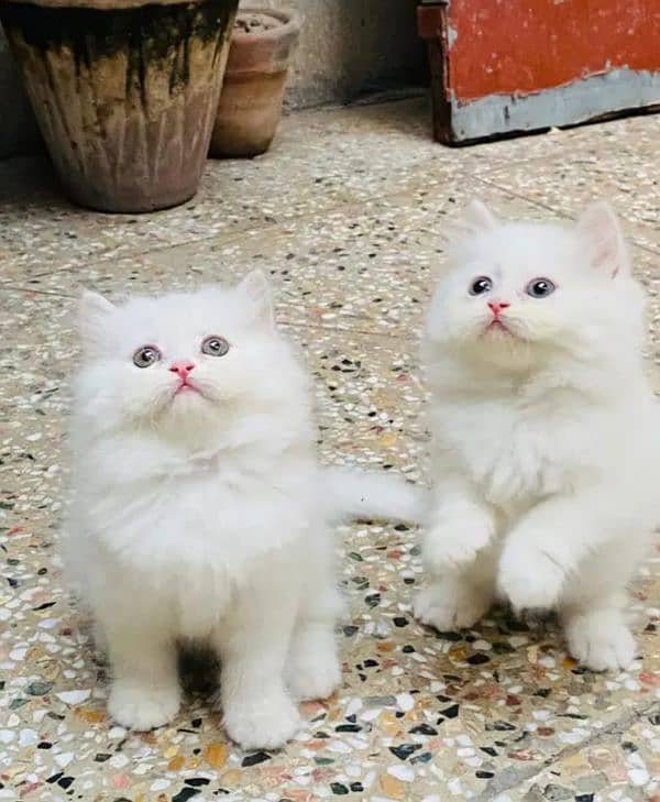 quality Persian panch face cate & kittan male female both available 2