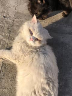 white Persian male cat