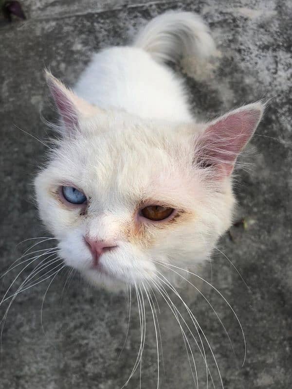 white Persian male cat 1