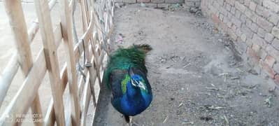 blue shoulder pecock