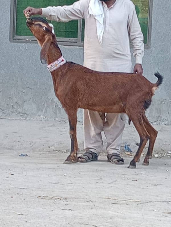 Nagar gaban bakri sale 0