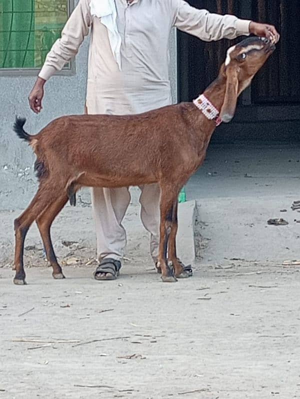 Nagar gaban bakri sale 1