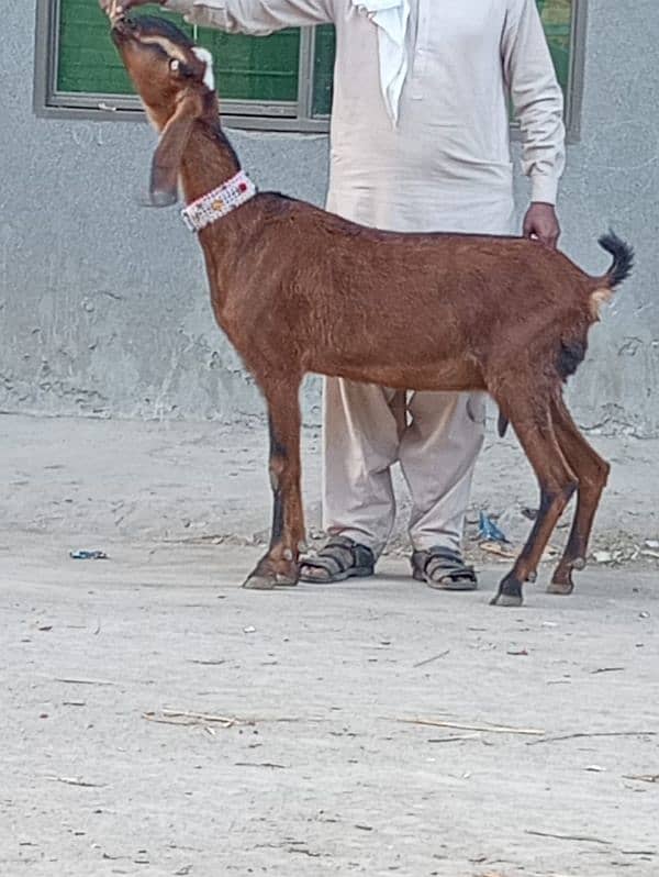 Nagar gaban bakri sale 2