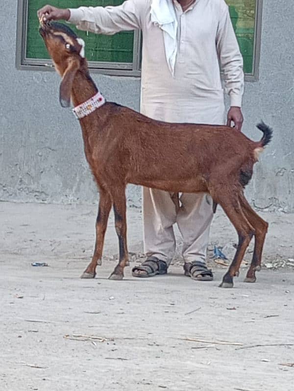 Nagar gaban bakri sale 4