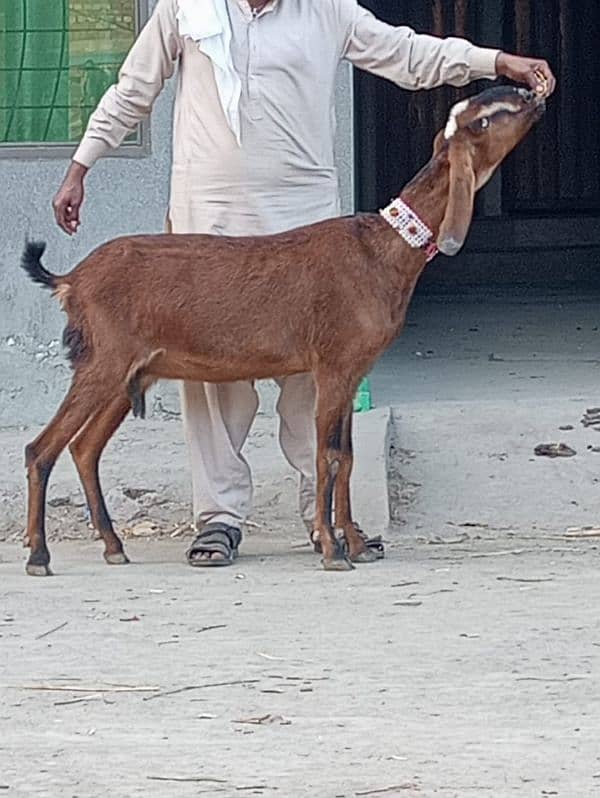 Nagar gaban bakri sale 5