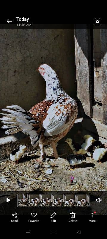 Aseel murgi with chicks 2