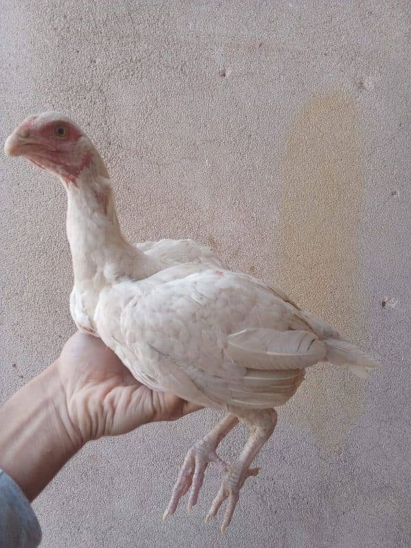 heera chicks for sale 5