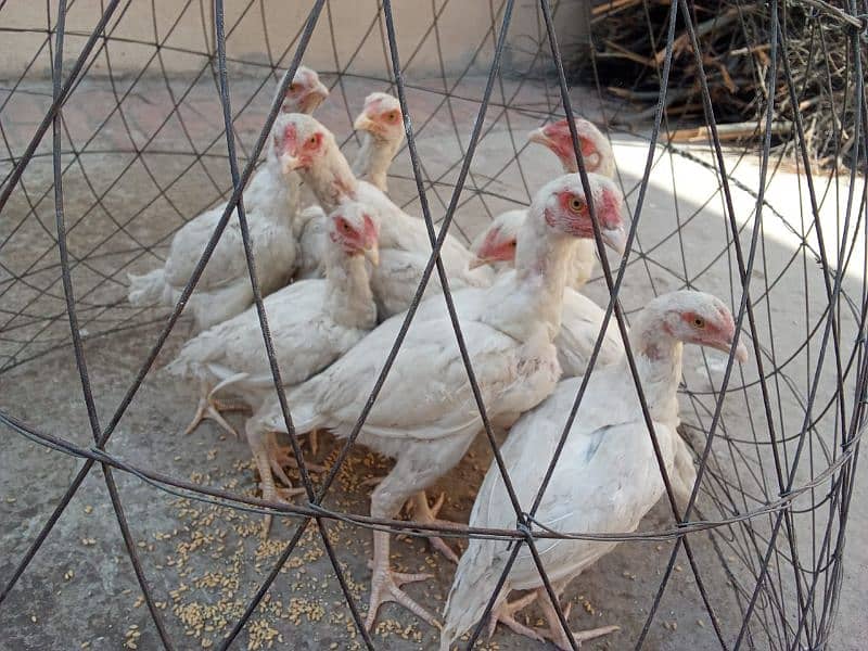 heera chicks for sale 8