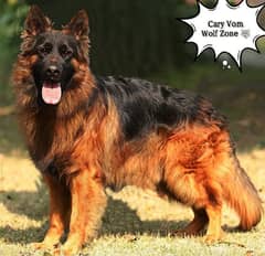 German shepherd Male Stud cross service