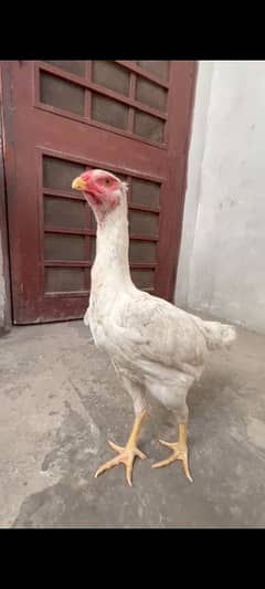 shamo female sale age 6 sy 7 month