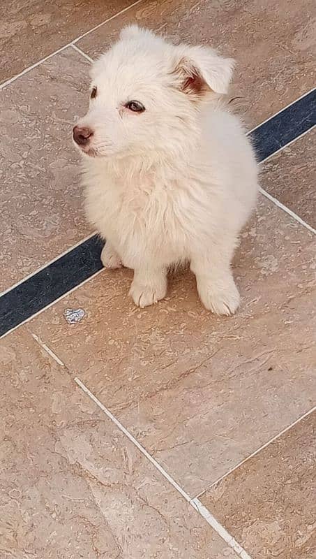 Pure White Russian Pomeranian 3