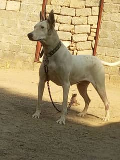 Female bull dog available