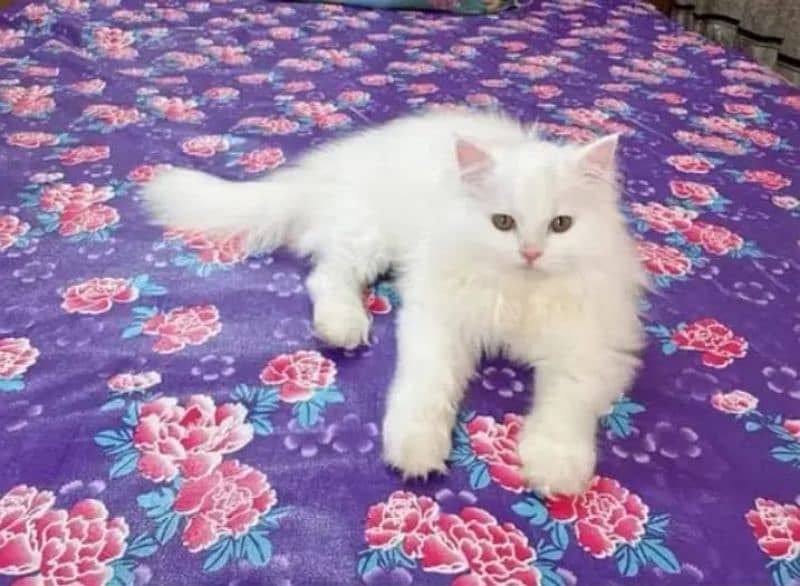 quality Persian panch face cate & kittan male female both available 1