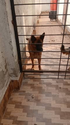 German Shepherd Pair For sale