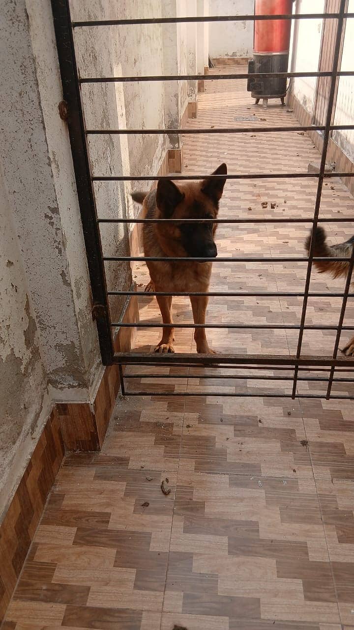 German Shepherd Female For Sale 0