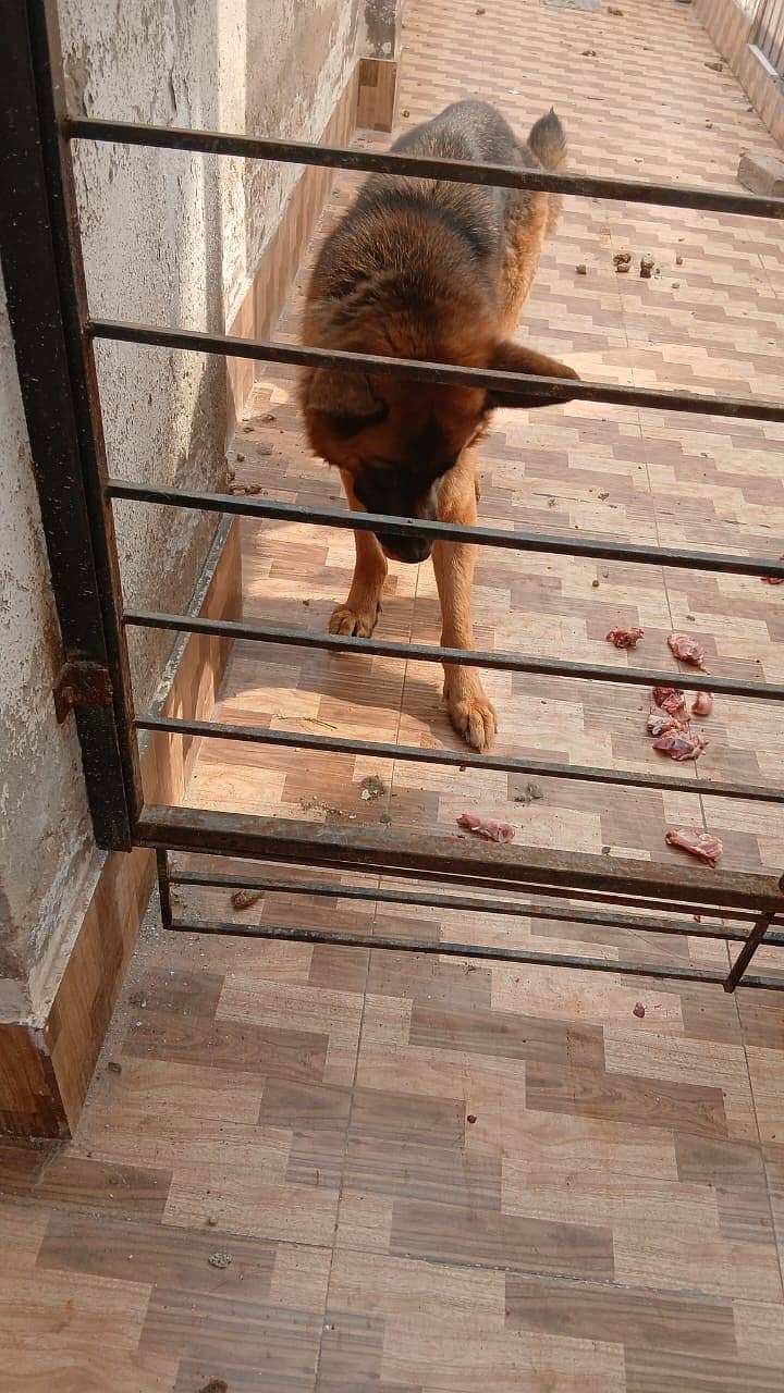 German Shepherd Female For Sale 1