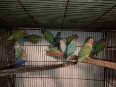 Rosicolli Opline Lovebirds phatta avilable