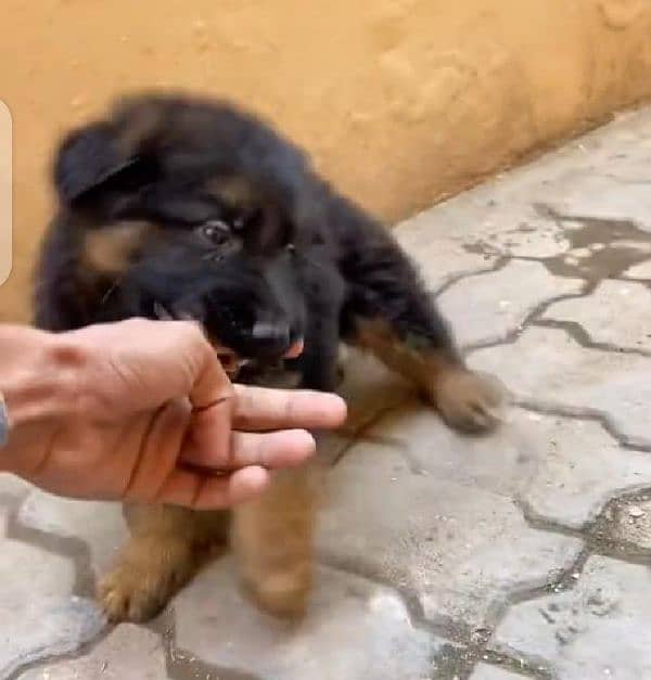 German Shepherd dog for sale only WhatsApp number0327/42/72/440 1