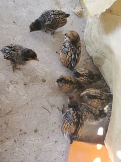 golden sebright fertile eggs, chicks different ages, adults ,breeders.