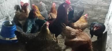 Eggs laying golden misri hens for sale