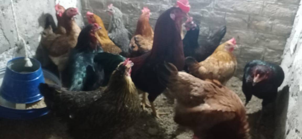 Eggs laying golden misri hens for sale 0