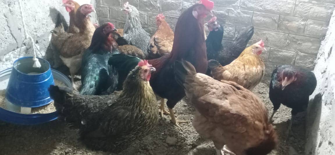 Eggs laying golden misri hens for sale 1