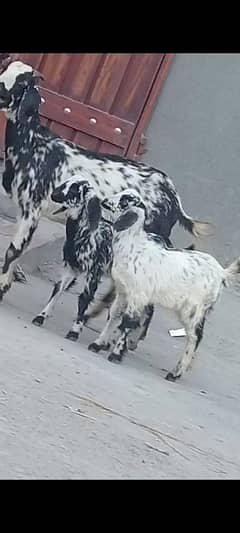 Makhi Chini Bakri Sath 2 Bachy Sale