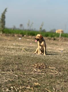 Labrador