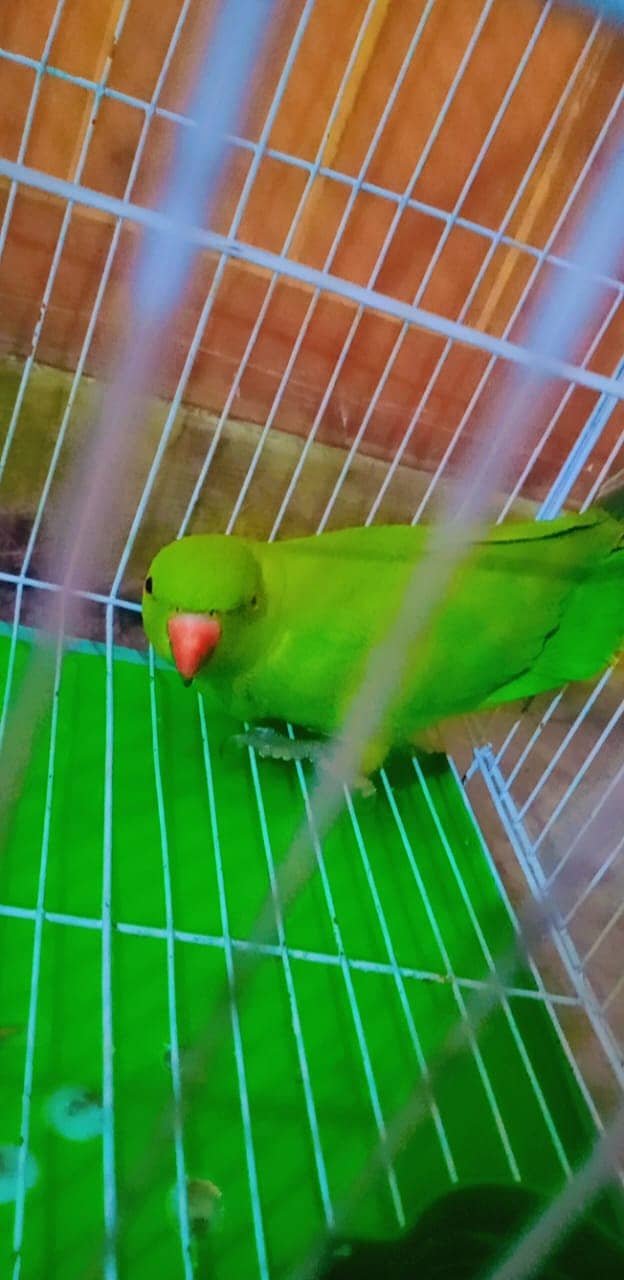 Green parrot 0