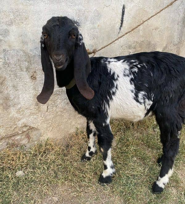 Beetal Bakri 0