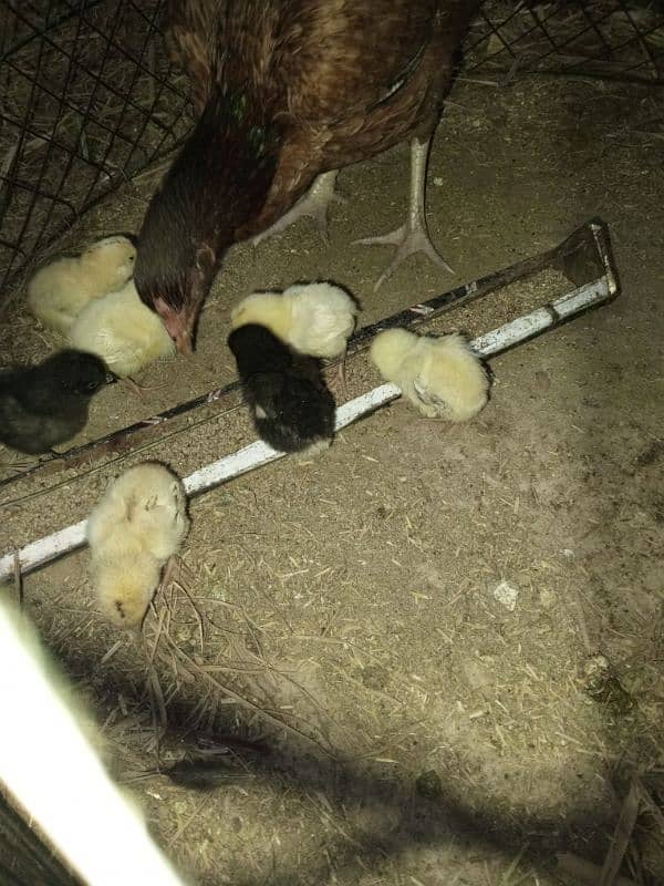 eggs and chicks 10