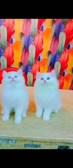 Persian cat pair hai For Sale