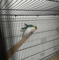 lovebirds breeder pairs ka Pura setup for sale