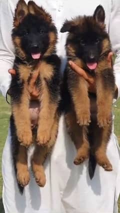 German shepherd long coat puppies for sale