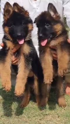 German shepherd long coat puppies for sale