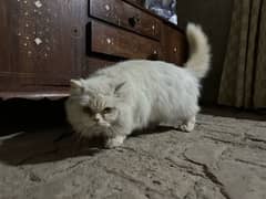 persian cat male white color