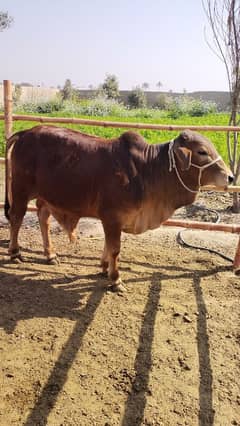 بچھڑا - Bachra - Bulls for sale