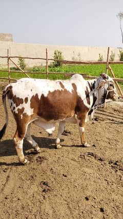 بچھڑا - Bachra - Bulls for sale