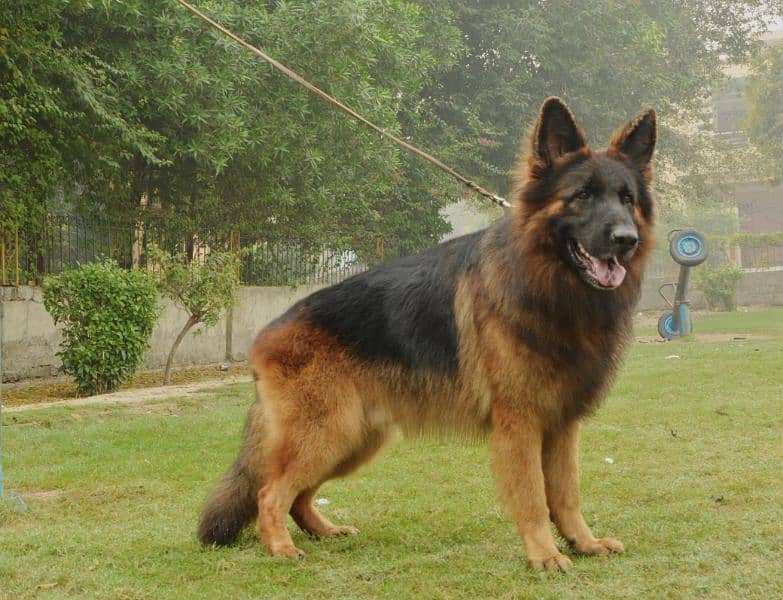 Top-Quality Pedigree $tud 0
