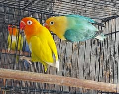 Lovebird breeder pair